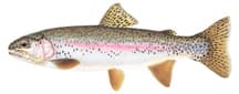 Rainbow Trout