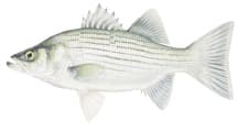 Wiper (Hybrid Striped Bass)